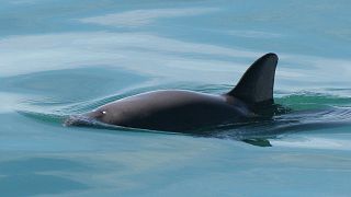 The tiny vaquita is the most endangered porpoise in the world. There are fewer than 20 left in the wild.