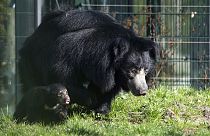 Almanya'da hayvanat bahçesinde tutulan bir tembel ayı ve yavrusu (arşiv)