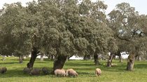 Finca dedicada a la producción de jamón ibérico