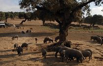 Iberian pigs graze in Arronches, on the frontier between Spain and Portugal.