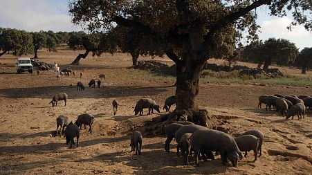 Iberian pigs graze in Arronches, on the frontier between Spain and Portugal.