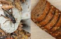 The EU has approved two different types of insect for human consumption.