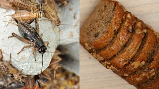 The EU has approved two different types of insect for human consumption. 