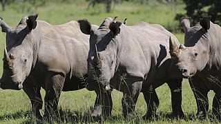 Rhino poaching nearly doubled in Namibia in 2022