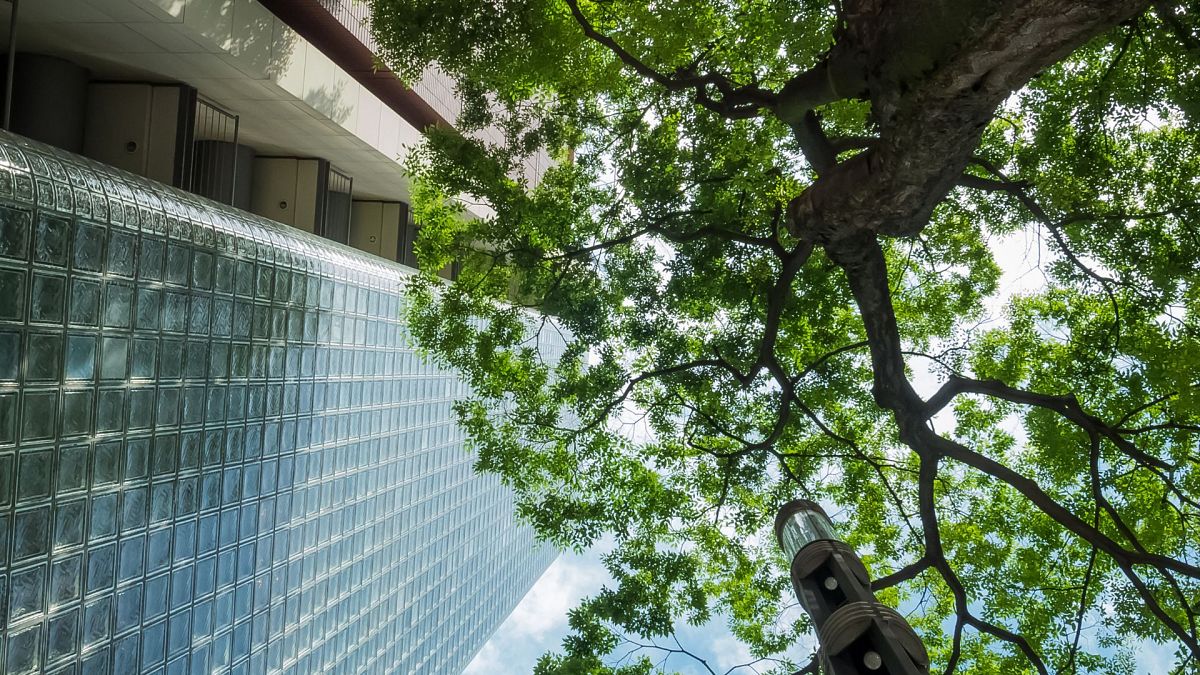 Trees can reduce the urban mortality rate during heatwaves.