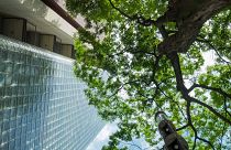 Trees can reduce the urban mortality rate during heatwaves.