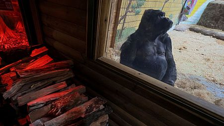 It is a constant challenge for Tony's zookeepers to keep him warm.