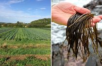 A veganic farm and a Scottish harvester are among the winners of PETA’s new Farming Award.