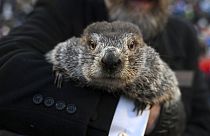 Phil, la marmotte qui prédit la durée de l'hiver