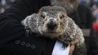 Groundhog Day in den USA