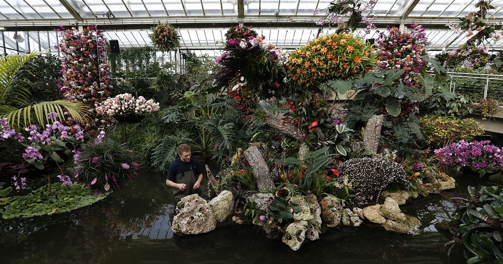 Kew looks to native wildlife of Cameroon for 2023 Orchid Festival