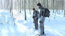Every winter, officers from France's Office for Biodiversity organise a day of tracking the European grey wolf in the Aubrac.
