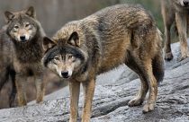 Sweden allows the hunting of 75 wolves in a highly controversial move