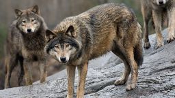 In very controversial move Sweden allows culling of 75 wolves