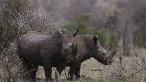 South Africa records slight decline in rhino poaching