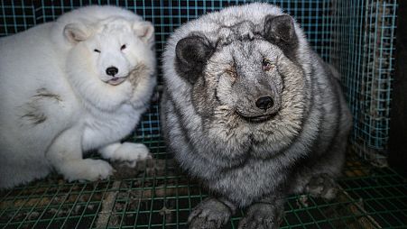 Finland is the biggest fur producing and fur importing country in Europe.