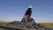 South Africa's power cuts hit wine industry
