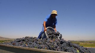 Afrique du Sud : les coupures de courant menacent le secteur viticole