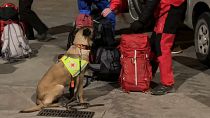 Einer der 5 bulgarischen Rettungshunde am Flughafen