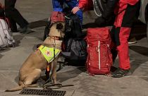 Einer der 5 bulgarischen Rettungshunde am Flughafen