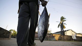 Ocean Indien : de nouvelles règles de pêche au profit des petits pays