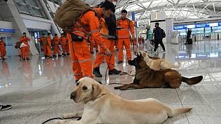 Группы спасателей с собаками