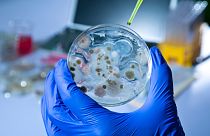 Pathogenic fungi are fungi that cause disease in humans and other organisms.