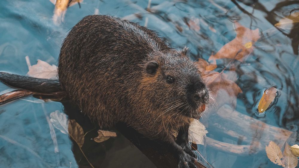 Beavers are helping to rewild London: Where and how to see Europe’s largest rodents thumbnail