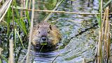 A Eurasian beaver. Europe's largest rodent has been reintroduced to London.