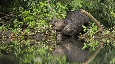 A Eurasian beaver. Europe's largest rodent has been reintroduced to London.
