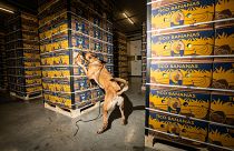 A Belgian customs K9 unit inspects crates during a demonstration for the Belgian and Dutch customs authorities on the cocaine intercepted in the Antwerp and Rotterdam harbours