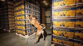 Un perro belga inspecciona cajas durante una demostración en Bélgica.