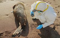 This handout picture released by the Peruvian National Wildlife Areas Service (SERNANP) shows scientists at the Paracas National Reserve inspecting a dead sea lion.