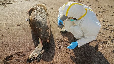 This handout picture released by the Peruvian National Wildlife Areas Service (SERNANP) shows scientists at the Paracas National Reserve inspecting a dead sea lion.