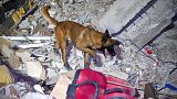 Mehrere Länder entsandten Hunde in die Türkei