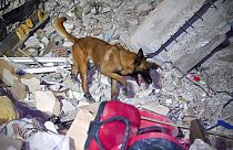 Mehrere Länder entsandten Hunde in die Türkei
