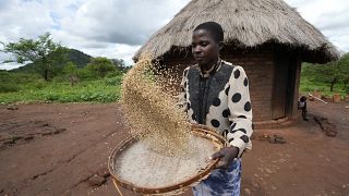 Zimbabwe : la culture du millet plus résistante au changement climatique