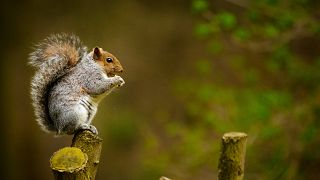 Egy közönséges mókus / Képünk illusztráció