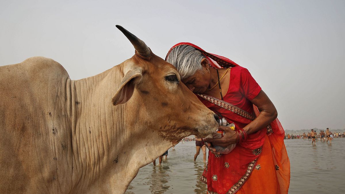 İneğe şefkat gösteren bir Hindu