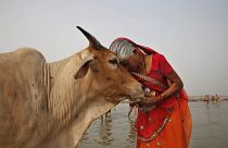 İneğe şefkat gösteren bir Hindu
