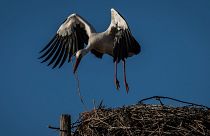 Europe's storks used to fly south to Africa's Sahel region to spend the winter, stopping off in Spain along the way. But global warming is cutting their migrations short.