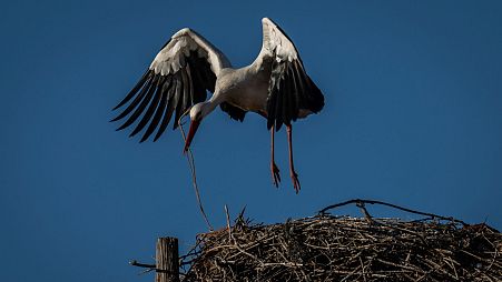 Europe's storks used to fly south to Africa's Sahel region to spend the winter, stopping off in Spain along the way. But global warming is cutting their migrations short.