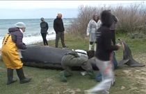 Φάλαινα ξεβράστηκε στις ακτές της Κύπρου