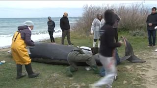 Φάλαινα ξεβράστηκε στις ακτές της Κύπρου