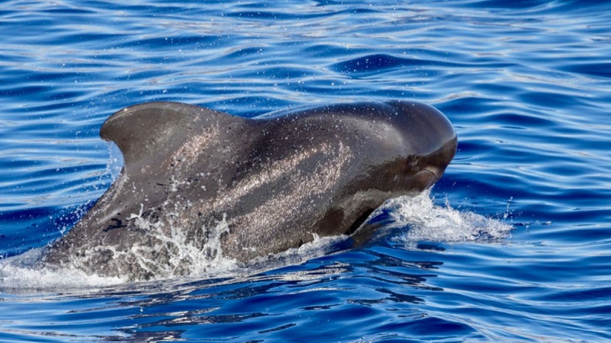 Gömbölyűfejű delfin
