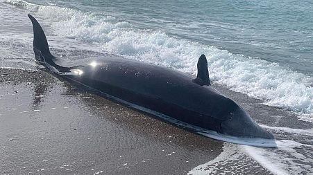 A whale is seen washed up dead on the northern shores of Cyprus near Argaka village, Cyprus, 10 February 2023.