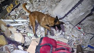 كلب إنقاذ تابع لفريق الإنقاذ الفرنسي يبحث فوق أنقاض مبنى في بلدة عثمانية جنوب تركيا، الثلاثاء 7 فبراير 2023