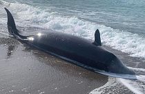 Kıbrıs't kıyıya vuran balinalardan biri