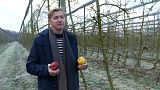 Produtores europeus de fruta adaptam-se às alterações climáticas