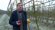 The fight for Europe's fruit: How orchards are adapting to warmer winters